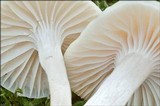 Cuphophyllus virgineus image