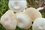 Hygrocybe virginea var. virginea image