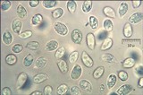 Cuphophyllus virgineus image