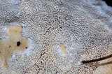 Sistotrema confluens image