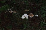 Sistotrema confluens image
