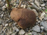 Scleroderma verrucosum image