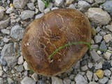 Scleroderma polyrhizum image