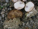 Scleroderma polyrhizum image