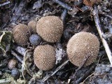 Lycoperdon echinatum image