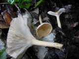 Clitocybe phaeophthalma image