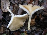 Clitocybe phaeophthalma image