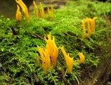 Calocera viscosa image