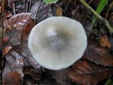 Clitocybe odora image