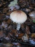 Lepiota clypeolaria image