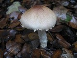 Lepiota clypeolaria image