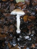 Lepiota clypeolaria image