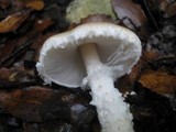 Lepiota clypeolaria image