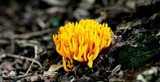 Calocera viscosa image