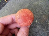 Cortinarius bolaris image
