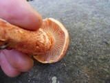 Cortinarius bolaris image