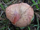 Boletus luridus image