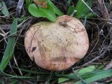 Boletus luridus image