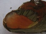 Boletus luridus image