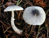 Lepiota atrodisca image