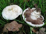 Agaricus bitorquis image