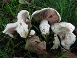 Agaricus bitorquis image