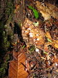 Marasmius quercophilus image