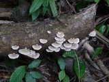 Trametes hirsuta image