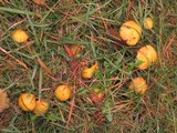 Suillus americanus image