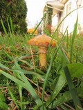 Suillus americanus image