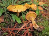 Suillus americanus image