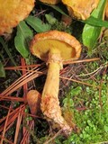 Suillus americanus image