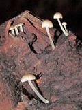 Mycena madronicola image