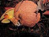 Suillus lakei image