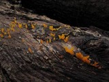 Dacryopinax spathularia image