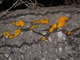 Tremella mesenterella image