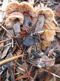 Macrocystidia cucumis image