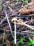 Bolbitius vitellinus image