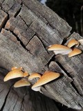 Crepidotus mollis image