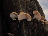 Crepidotus mollis image