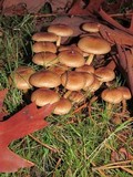 Pholiota terrestris image