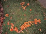 Paxillus involutus image