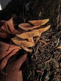 Pholiota terrestris image