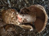 Agaricus pequinii image