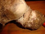 Agaricus pequinii image