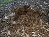 Agaricus pequinii image