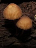 Mycena inclinata image