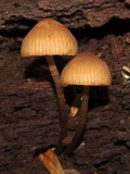 Mycena inclinata image