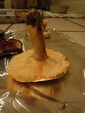 Lactarius pubescens var. betulae image