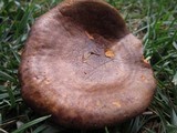 Paxillus involutus image